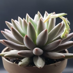 ECHEVERIA DRAGONFLY