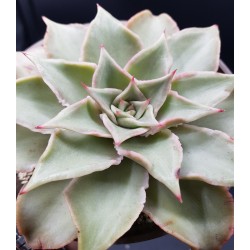 ECHEVERIA MADIBA   γλ. 8,5