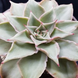 ECHEVERIA MADIBA   γλ. 8,5