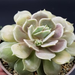 ECHEVERIA LOLA   ΓΛ  8,5