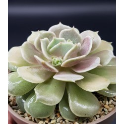 ECHEVERIA LOLA   ΓΛ  8,5