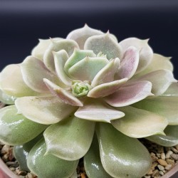 ECHEVERIA LOLA   ΓΛ  8,5