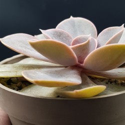 Echeveria 'Perle von Nürnberg' ΓΛ. 8,5