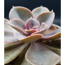 Echeveria 'Perle von Nürnberg' ΓΛ. 8,5