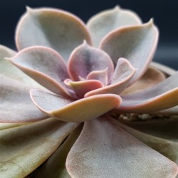 Echeveria 'Perle von Nürnberg' ΓΛ. 8,5