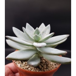 Echeveria Blue Bird   Γλ. 5,5
