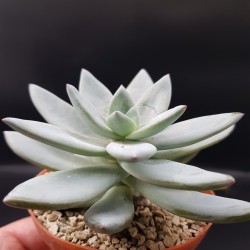 Echeveria Blue Bird   Γλ. 5,5