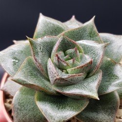 ECHEVERIA PURPUSORUM ROSE A.BERGER