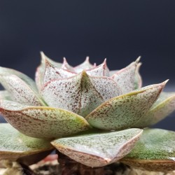 ECHEVERIA PURPUSORUM ROSE A.BERGER