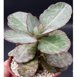 KALANCHOE HUMILIS BRITTEN ΓΛ.5,5