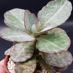KALANCHOE HUMILIS BRITTEN ΓΛ.5,5
