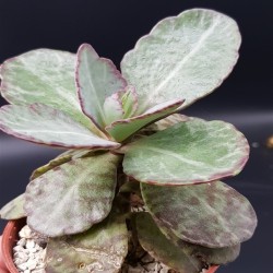 KALANCHOE HUMILIS BRITTEN ΓΛ.5,5