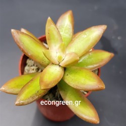 SEDUM FIRE STORM γλ. 5,5