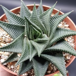 Haworthia 'limifolia' twister ΓΛ 10 