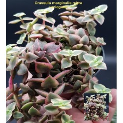 Crassula 'Marginalis varigatum'   8,5 Crassula 'Marginalis varigatum'   8,5