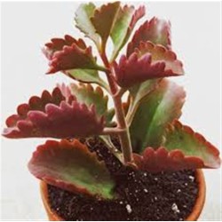 Kalanchoe Longiflora Coccinea ΓΛ. 8,5