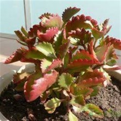 Kalanchoe Longiflora Coccinea ΓΛ. 8,5