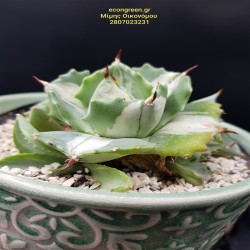 Agave isthmensis 'Ohi Raijin Shiro Nakafu' white 12