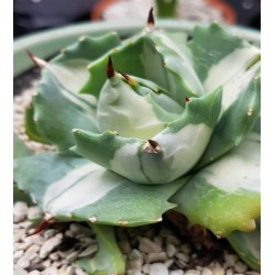 Agave isthmensis 'Ohi Raijin Shiro Nakafu' white 12