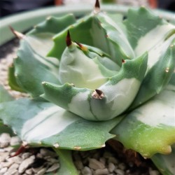 Agave isthmensis 'Ohi Raijin Shiro Nakafu' white 12