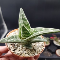 ALOE VARIEGATA ( TIGER ALOE ) ΓΛ. 8,5