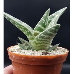 ALOE VARIEGATA ( TIGER ALOE ) ΓΛ. 8,5 ALOE VARIEGATA ( TIGER ALOE ) ΓΛ. 8,5