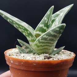 ALOE VARIEGATA ( TIGER ALOE ) ΓΛ. 8,5