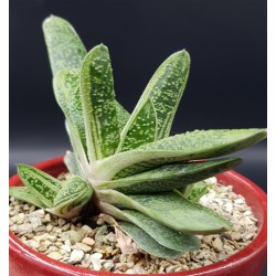 GASTERIA LITTLE WARTY