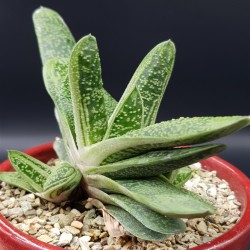 GASTERIA LITTLE WARTY