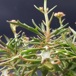 KALANCHOE KEWENSIS  ΓΛ. 5.5