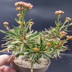KALANCHOE KEWENSIS  ΓΛ. 5.5