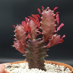 EUPHORBIA TRIGONA  RUBRA GL 8,5