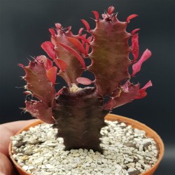 EUPHORBIA TRIGONA  RUBRA GL 8,5