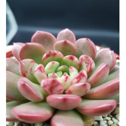 GRAPTOVERIA PINK RUBI GL 8,5 GRAPTOVERIA PINK RUBI GL 8,5