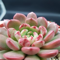 GRAPTOVERIA PINK RUBI GL 8,5