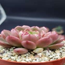GRAPTOVERIA PINK RUBI GL 8,5