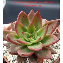 ECHEVERIA  AGVOIDES ANTARES  12
