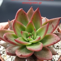 ECHEVERIA  AGVOIDES ANTARES  12