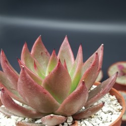 ECHEVERIA  AGVOIDES ANTARES  12