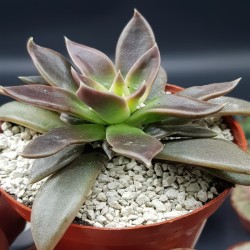 ECHEVERIA SERANA  ΓΛ. 8,5