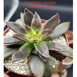 ECHEVERIA SERANA  ΓΛ. 8,5 ECHEVERIA SERANA  ΓΛ. 8,5
