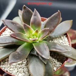 ECHEVERIA SERANA  ΓΛ. 8,5