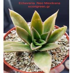 ECHEVERIA NEOMEXICANA ΓΛ . 8,5