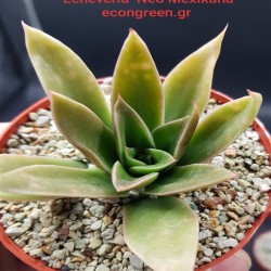 ECHEVERIA NEOMEXICANA ΓΛ . 8,5