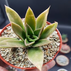 ECHEVERIA NEOMEXICANA ΓΛ . 8,5