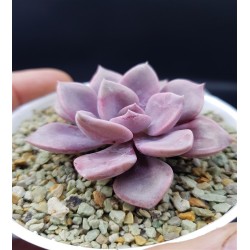 GRAPTOVERIA DEBBIE ΓΛ. 8,5