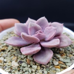 GRAPTOVERIA DEBBIE ΓΛ. 8,5