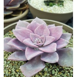 GRAPTOVERIA DEBBIE ΓΛ. 8,5