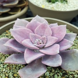 GRAPTOVERIA DEBBIE ΓΛ. 8,5