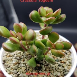 CRASSULA ROGRSRII ΓΛ.5.5